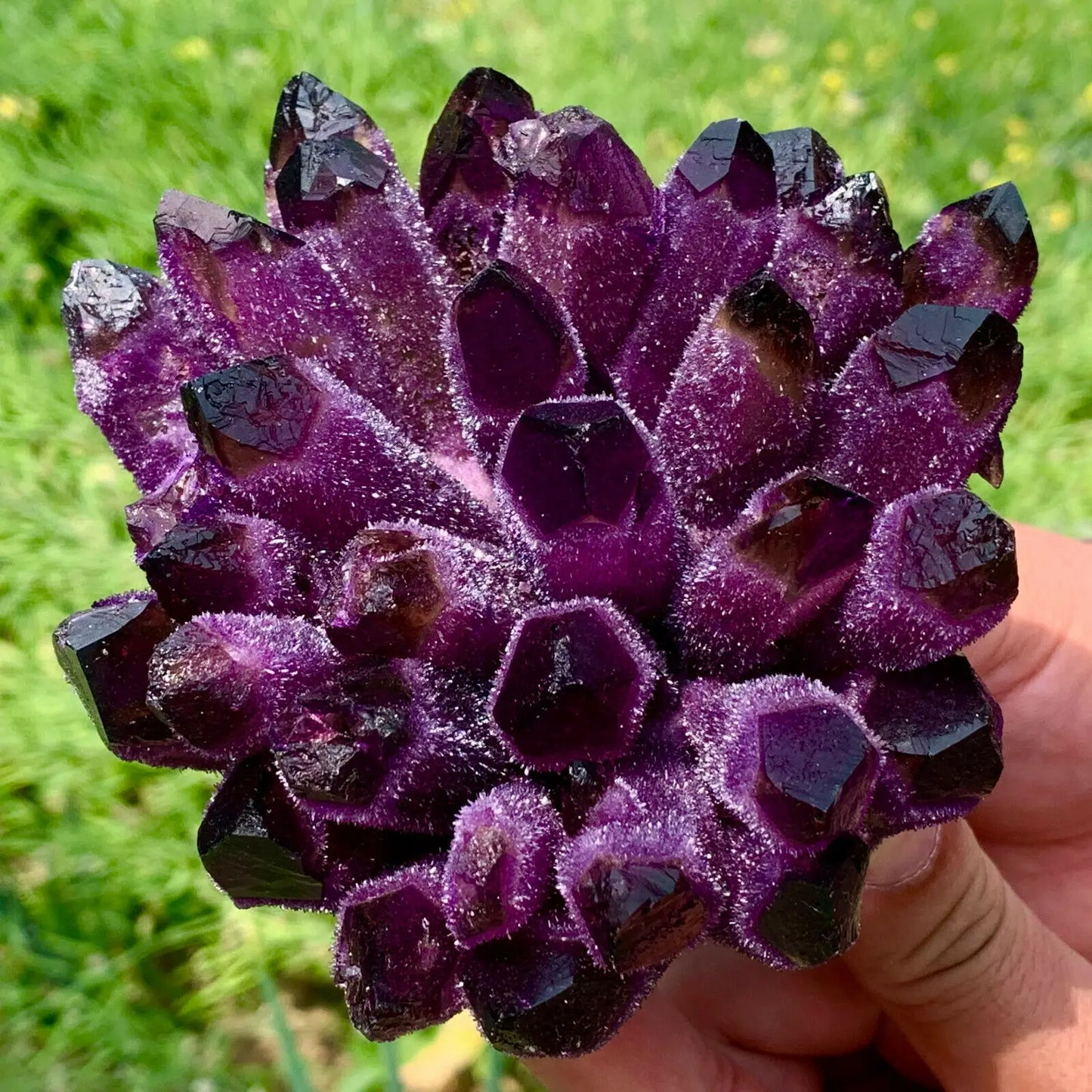 Violet Ghost Phantom Cluster-ToShay.org