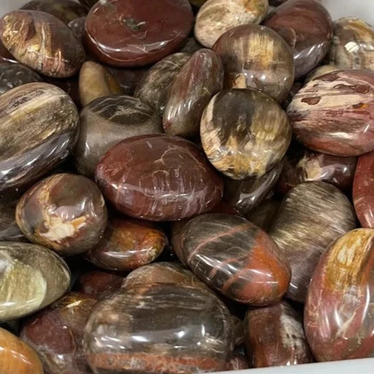Petrified Wood Palm Stones-ToShay.org
