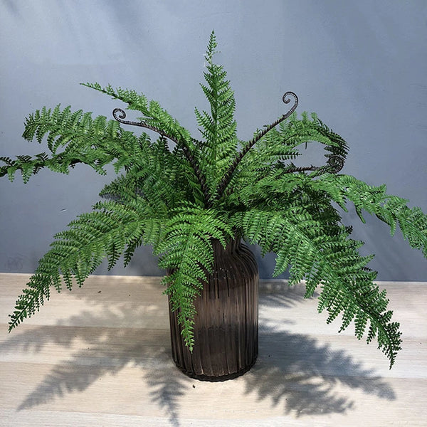 Fern Leaf Plant-ToShay.org