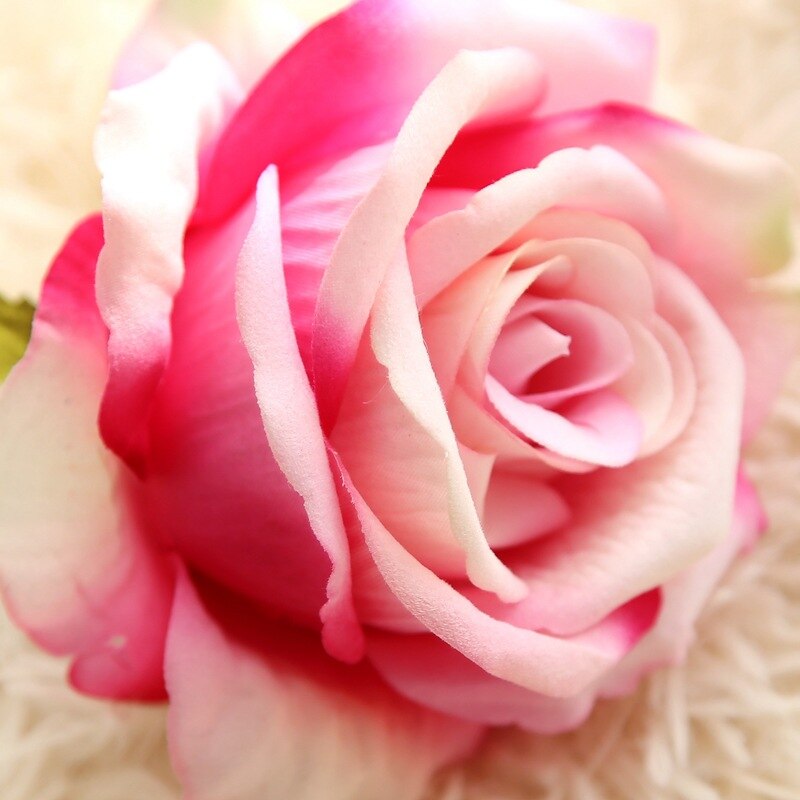 Rose Flowers-ToShay.org