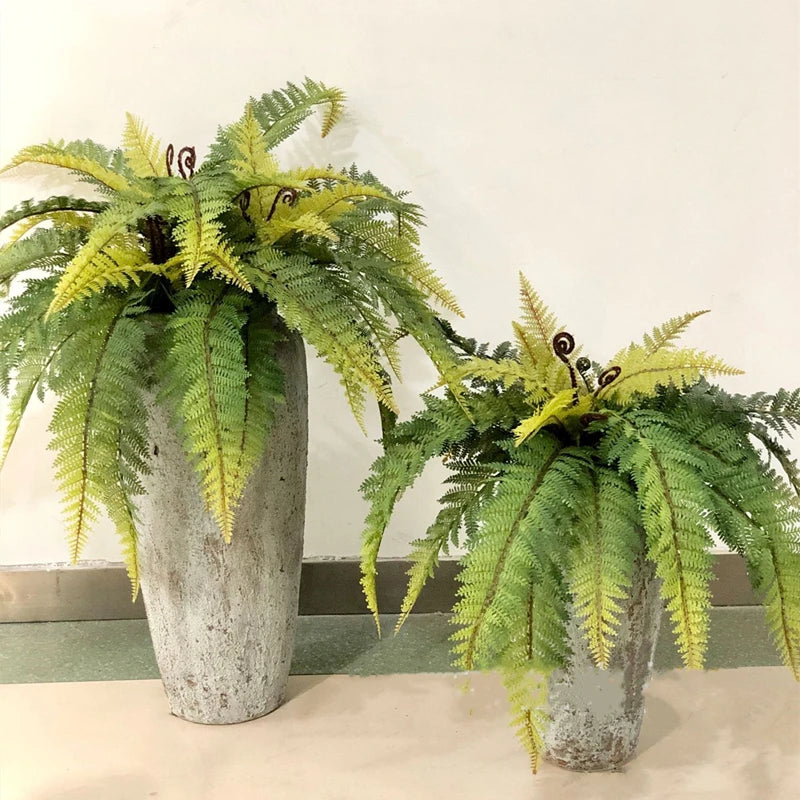 Fern Leaf Plant-ToShay.org