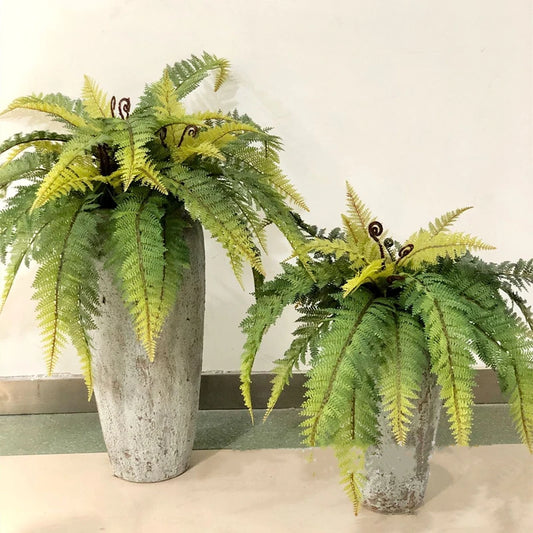 Fern Leaf Plant-ToShay.org