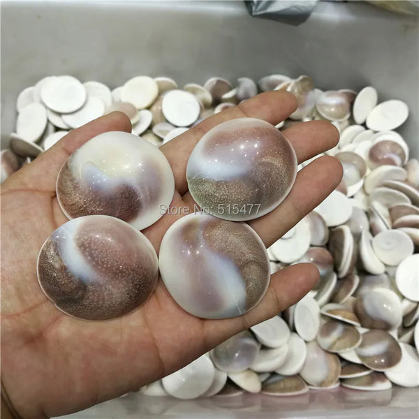 Conch Shells-ToShay.org