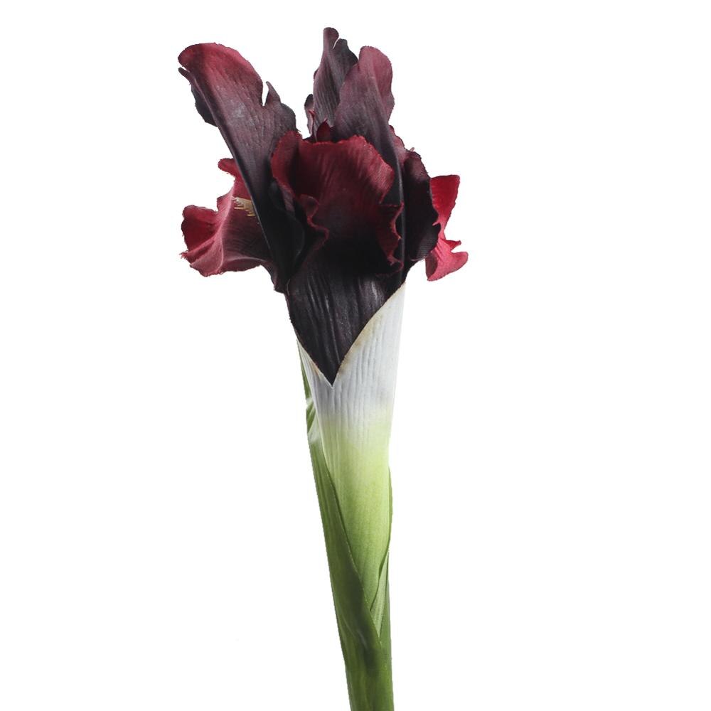 Iris Flower Stems-ToShay.org