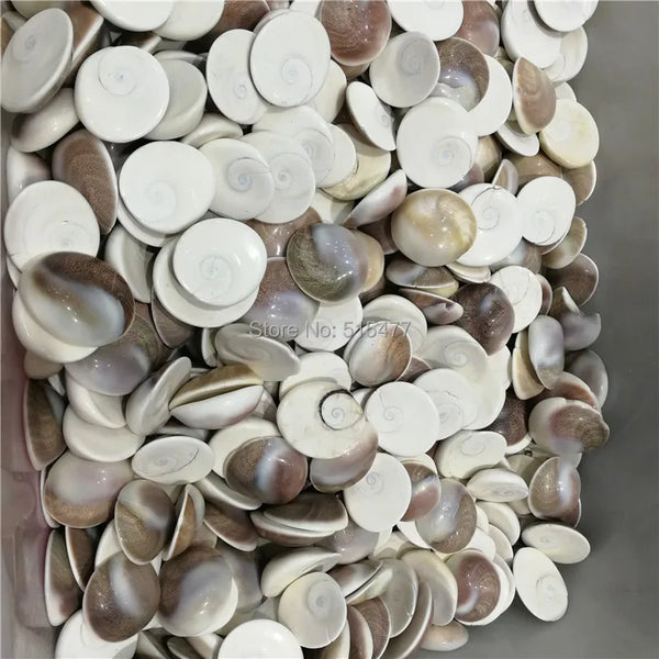 Conch Shells-ToShay.org
