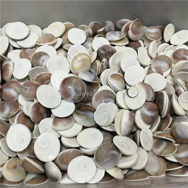 Conch Shells-ToShay.org