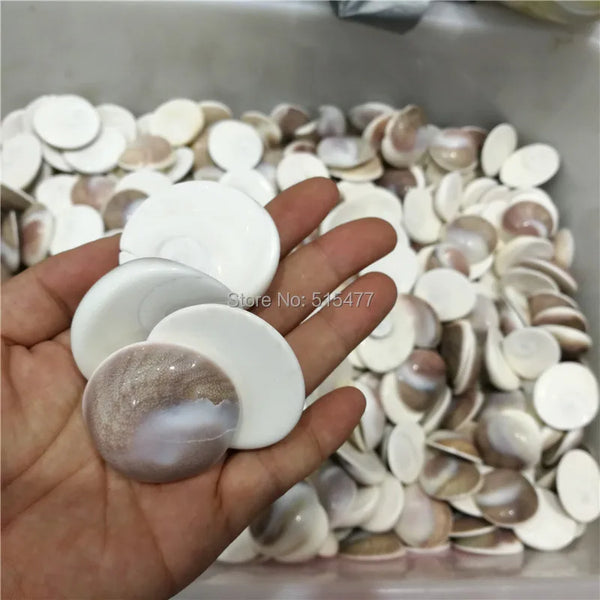 Conch Shells-ToShay.org