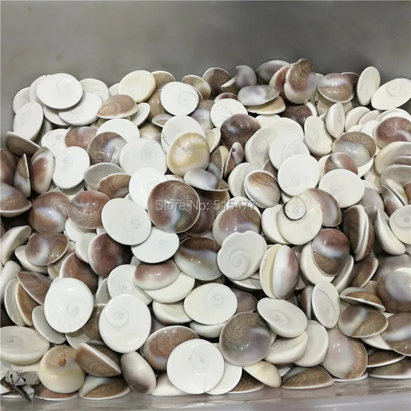 Conch Shells-ToShay.org