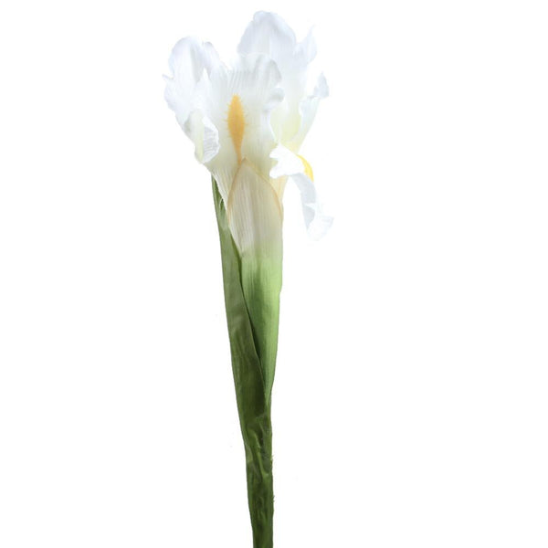 Iris Flower Stems-ToShay.org