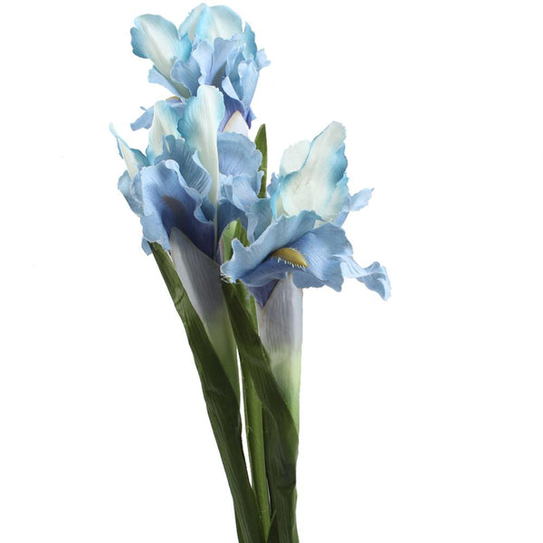 Iris Flower Stems-ToShay.org