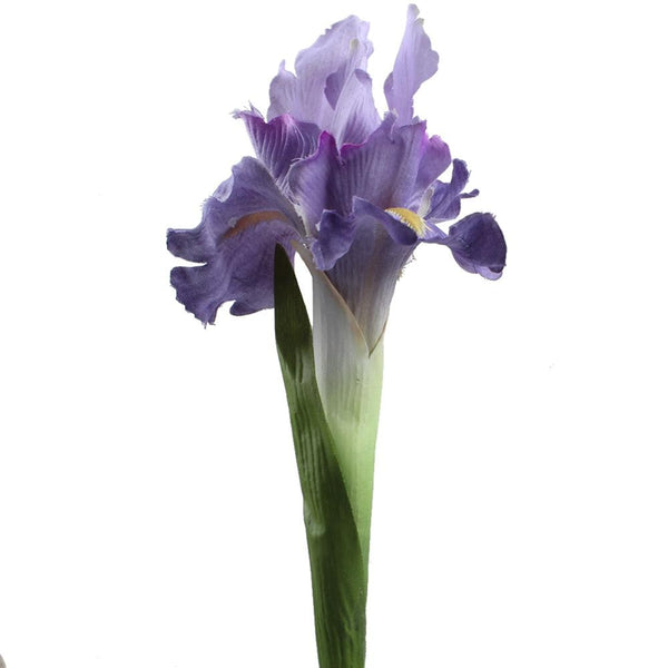 Iris Flower Stems-ToShay.org