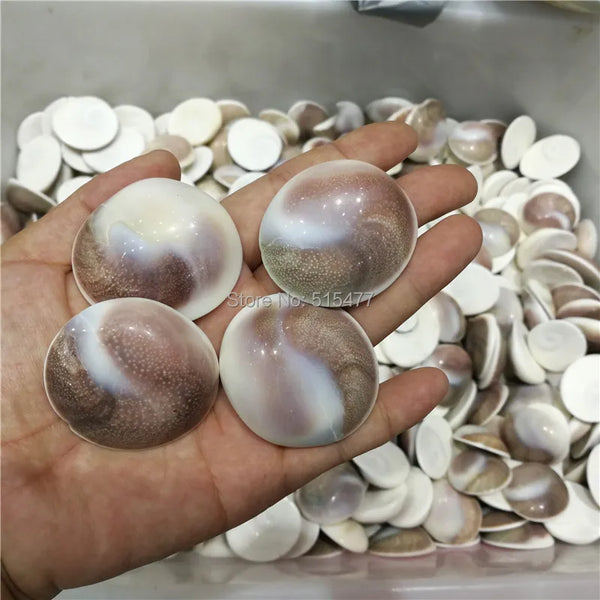 Conch Shells-ToShay.org
