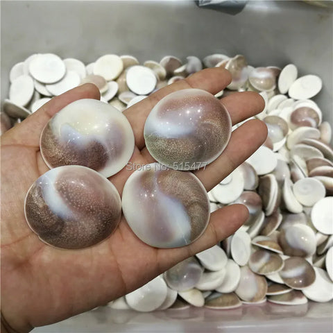 Conch Shells-ToShay.org