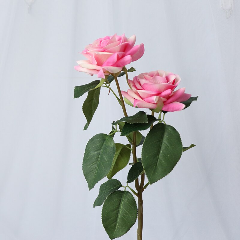 Rose Flowers-ToShay.org