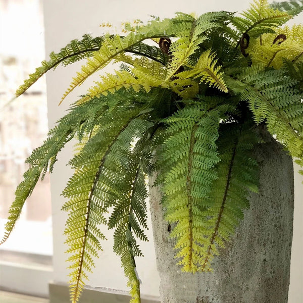 Fern Leaf Plant-ToShay.org