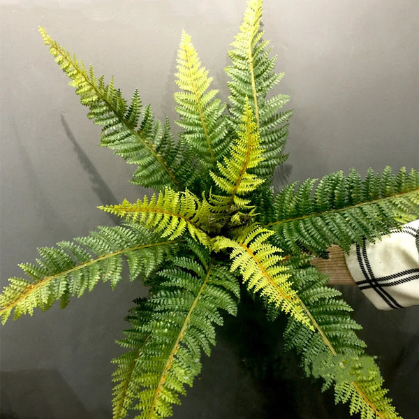 Fern Leaf Plant-ToShay.org