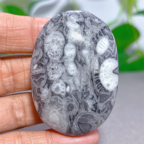 Black White Shellstone-ToShay.org