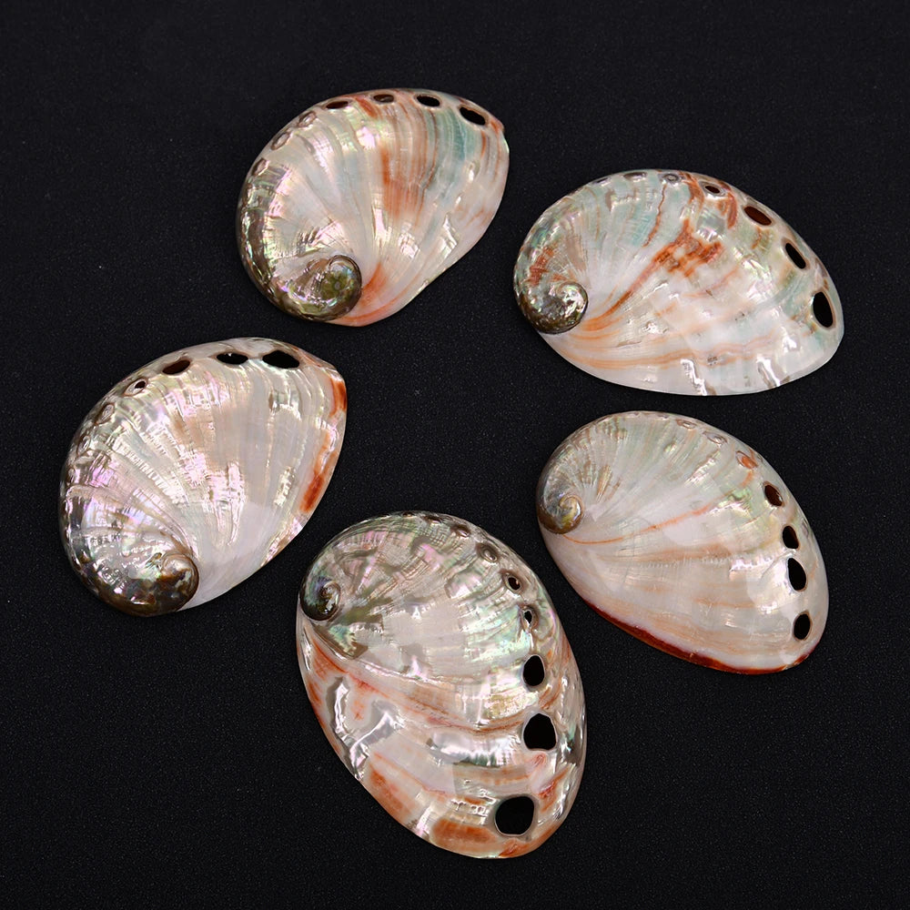 White Abalone Shell-ToShay.org