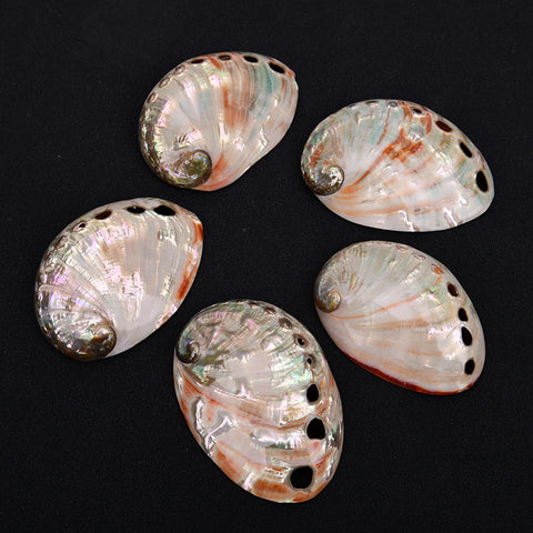 White Abalone Shell-ToShay.org