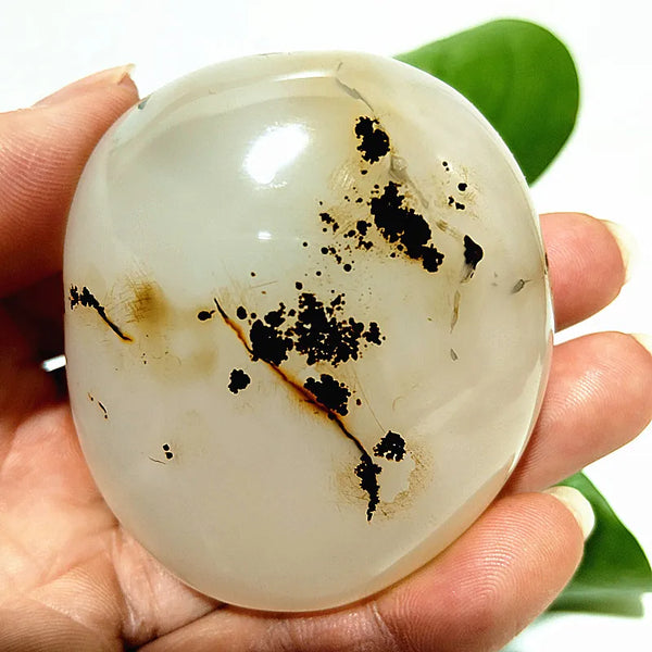 Yellow Blue Water Plant Agate-ToShay.org