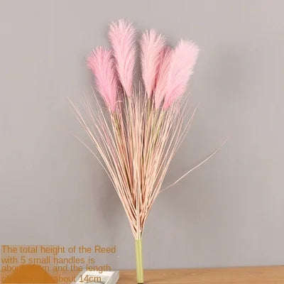 Reed Grass Plants-ToShay.org