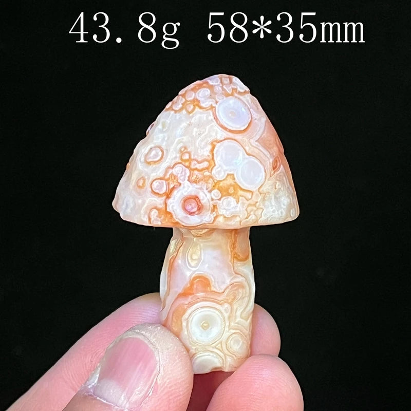 Mixed Gobi Eye Mushroom-ToShay.org