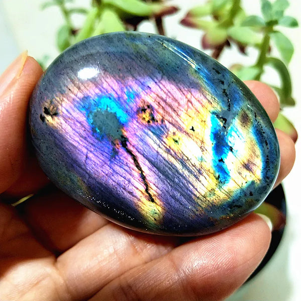 Purple Yellow Light Labrador-ToShay.org