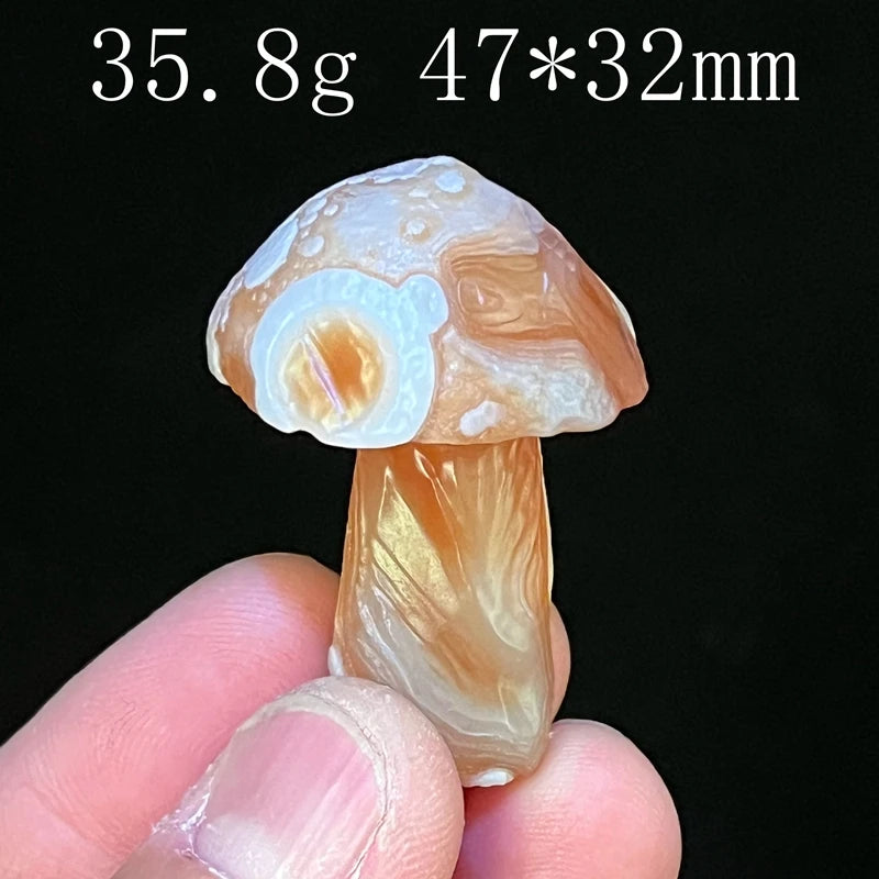 Mixed Gobi Eye Mushroom-ToShay.org