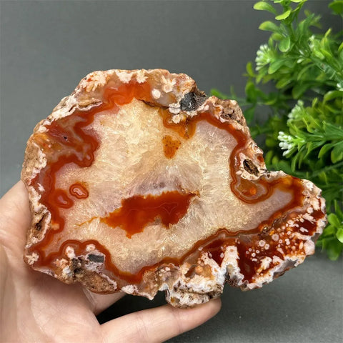 Red Cherry Blossom Agate-ToShay.org