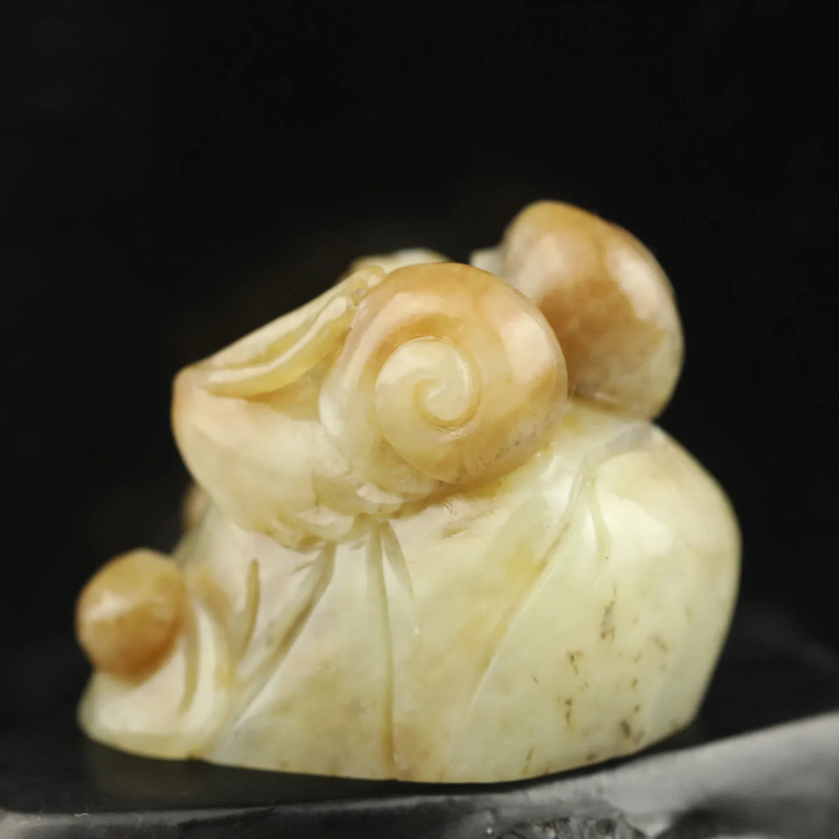 Yellow Jade Snail-ToShay.org