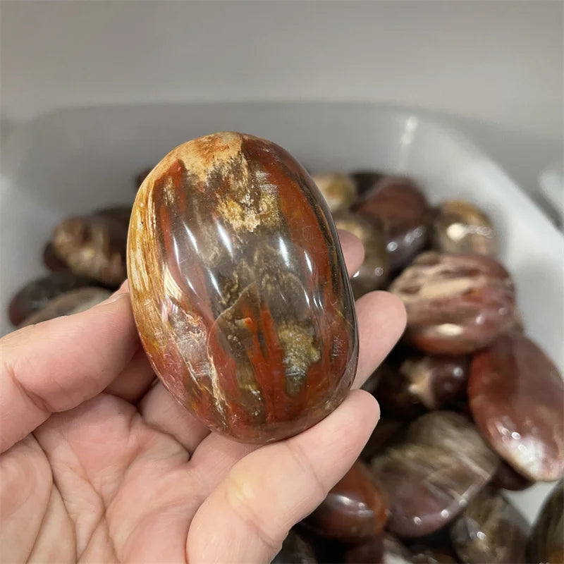 Petrified Wood Palm Stones-ToShay.org