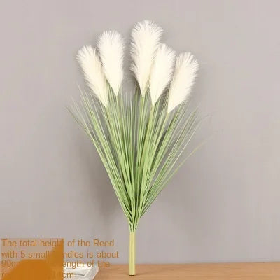 Reed Grass Plants-ToShay.org