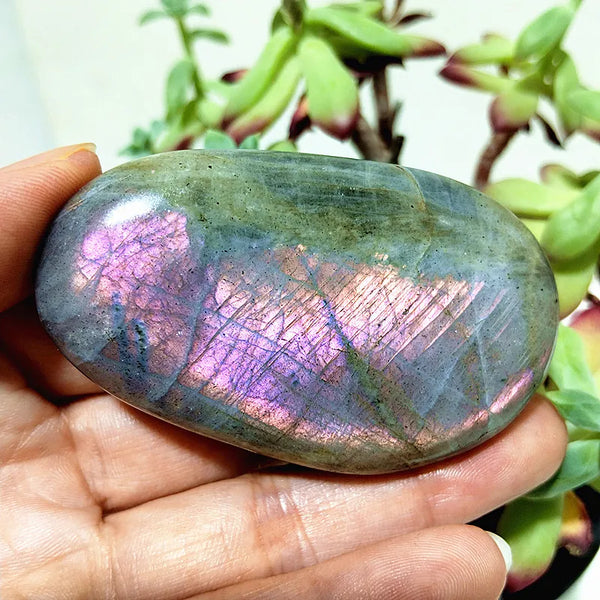 Purple Yellow Light Labrador-ToShay.org