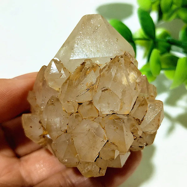Yellow Mud Sparkling Clusters-ToShay.org