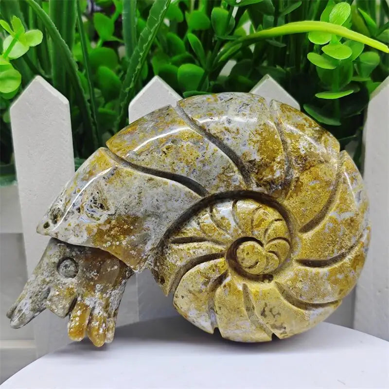 Ocean Jasper Conch-ToShay.org