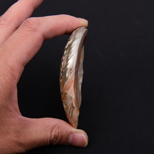 White Abalone Shell-ToShay.org