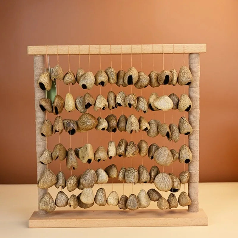 Shell Fruit Wind Bells-ToShay.org