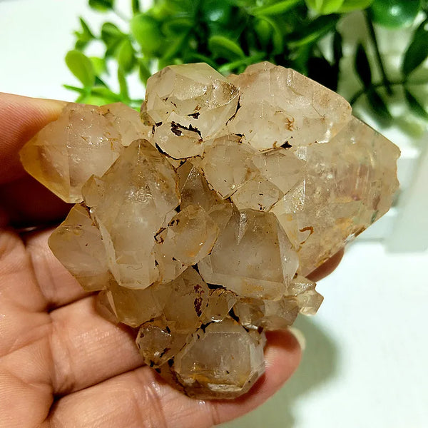 Yellow Mud Sparkling Clusters-ToShay.org
