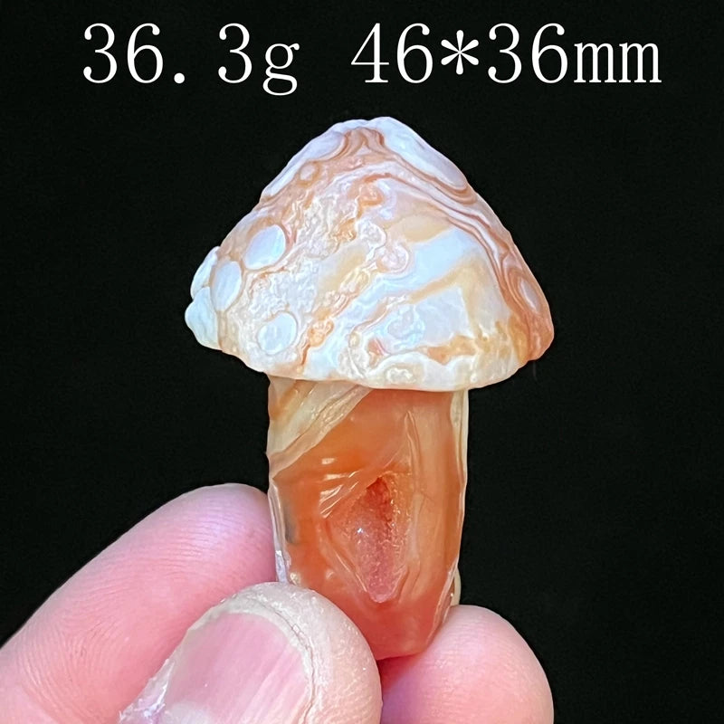 Mixed Gobi Eye Mushroom-ToShay.org