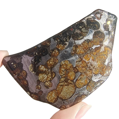 Olive Meteorite Slice-ToShay.org