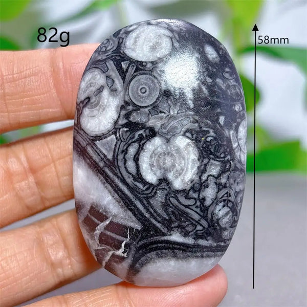 Black White Shellstone-ToShay.org