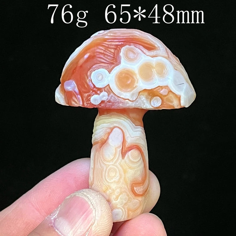 Mixed Gobi Eye Mushroom-ToShay.org