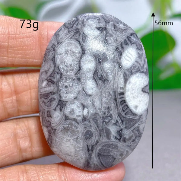 Black White Shellstone-ToShay.org