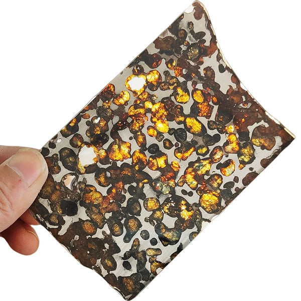 Olive Meteorite Slice-ToShay.org