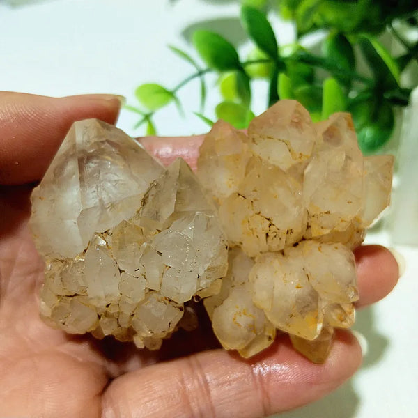 Yellow Mud Sparkling Clusters-ToShay.org