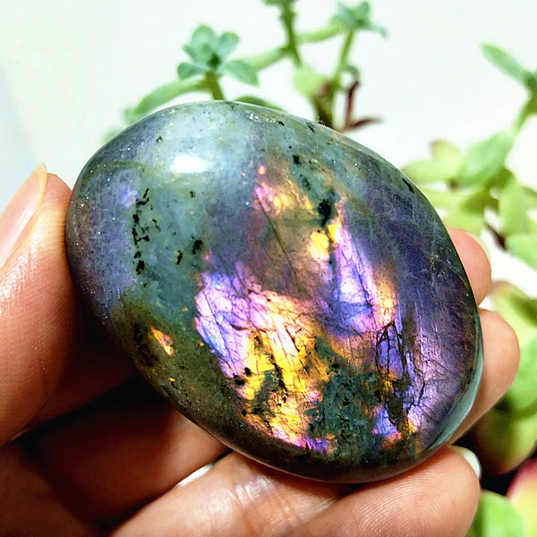 Purple Yellow Light Labrador-ToShay.org