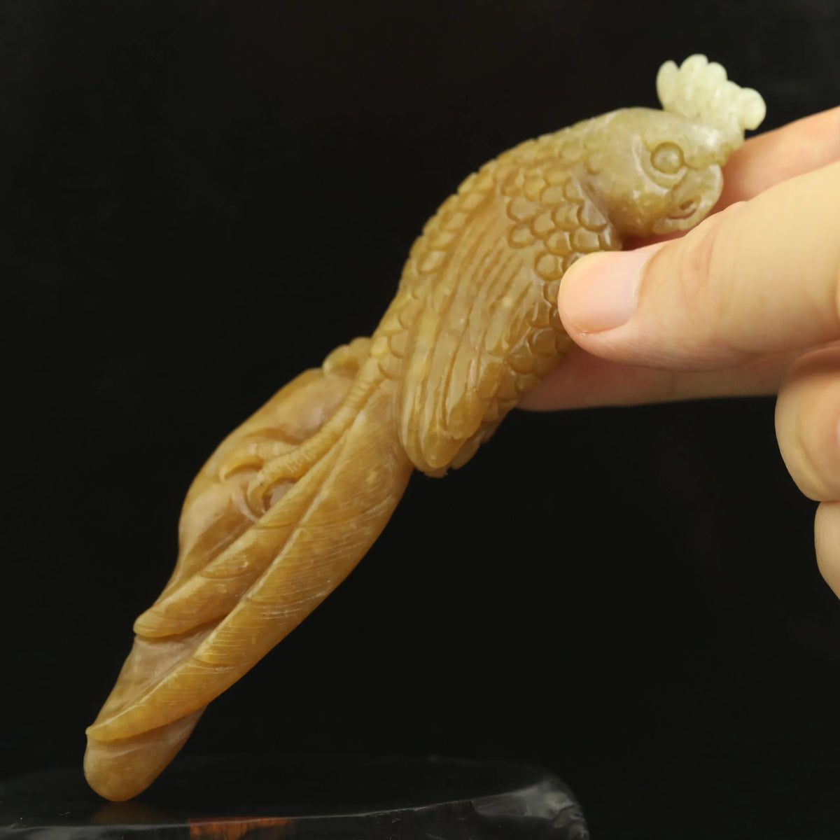 Yellow Jade Parrot-ToShay.org