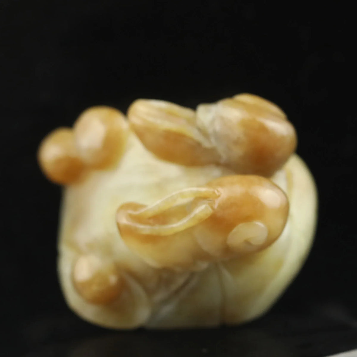 Yellow Jade Snail-ToShay.org