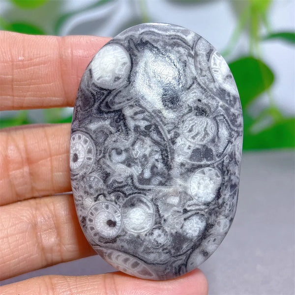 Black White Shellstone-ToShay.org