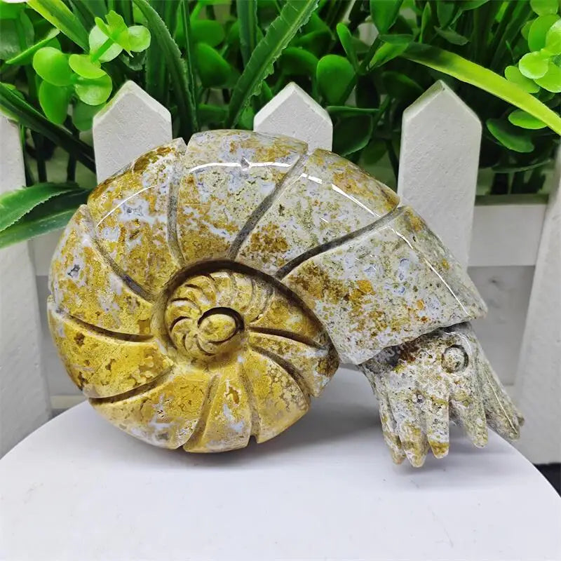 Ocean Jasper Conch-ToShay.org